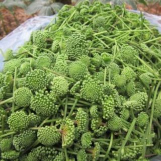 Nụ Tam Thất Bao Tử 100g