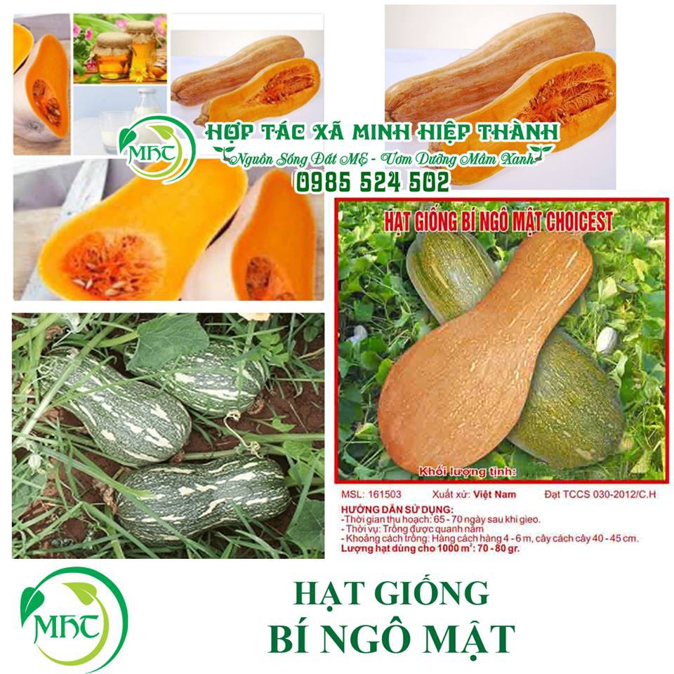 Hạt giống quả bí ngô mật