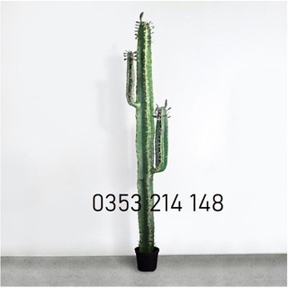 Cây xương rồng giả 1m5 - cao cấp - hàng loại 1