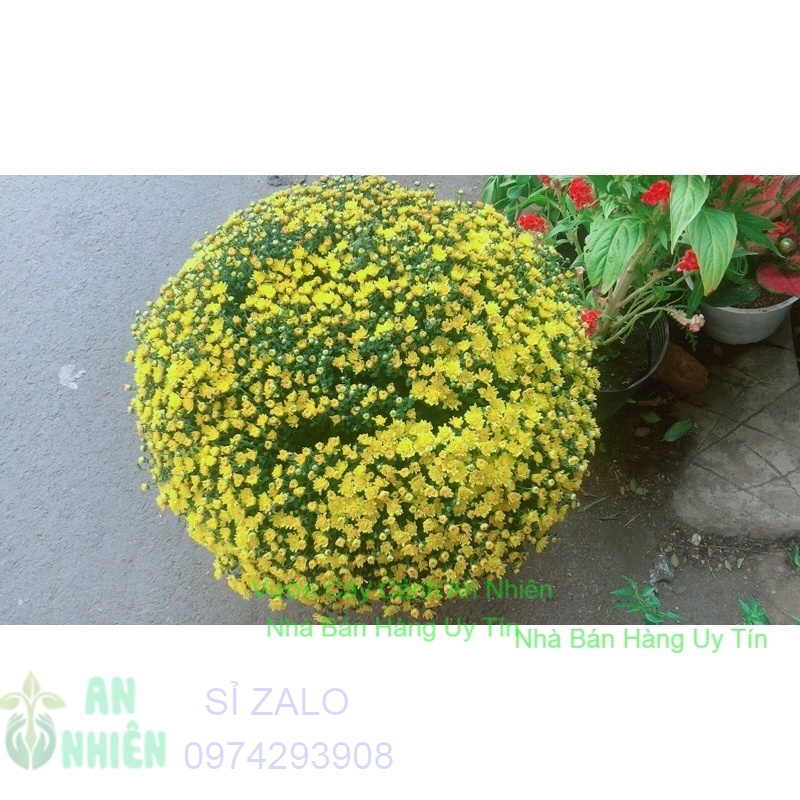 Hoa Cúc Mâm Xôi Lớn