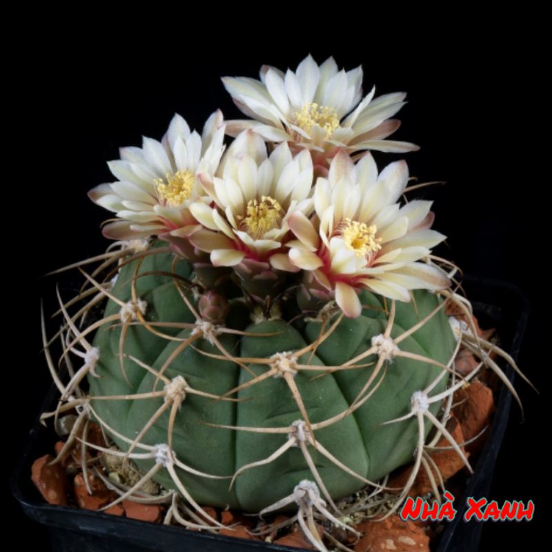 Sale 50%- Xương Rồng Bayria , chậu 5cm.