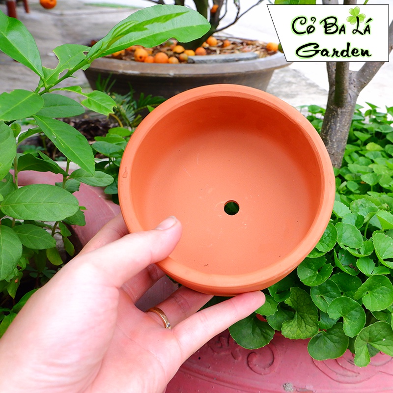 Chậu đất nung - hình trụ lùn 11x5