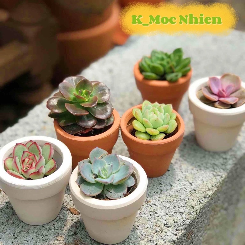 COMBO 1 Sen 1 Chậu Trồng Sẳn Như Hình (Cây sz mini 2-4cm, Chậu 5*7cm)