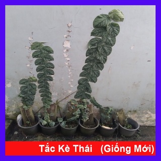 Cây tắc kè thái - cây leo tường - caykiengsadec