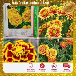 Hạt Giống Hoa Cúc Sao Mai - 50 hạt