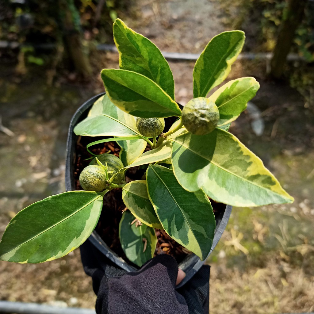 Cây tắc var  mini , hạnh var đang cho hoa và quả - Summer Garden