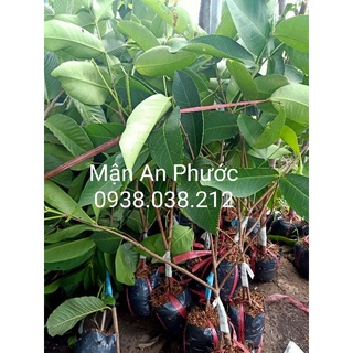 CÂY MẬN AN PHƯỚC , MẬN ROI ĐỎ GIỐNG