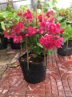 Giấy thái hoa kép siêu hoa