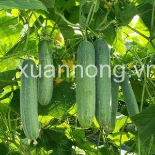 HẠT GIỐNG DƯA LEO LAI F1