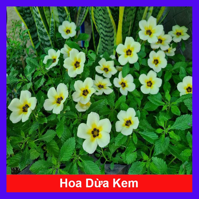 Hoa Dừa Kem (Cây Đông Hầu) - Cây cảnh sân vườn + Tặng phân bón cho cây mau lớn