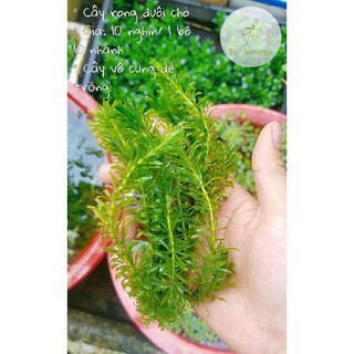 1 PHẦN RONG ĐUÔI CHÓ TRONG KHOẢNG 10-15CỌNG