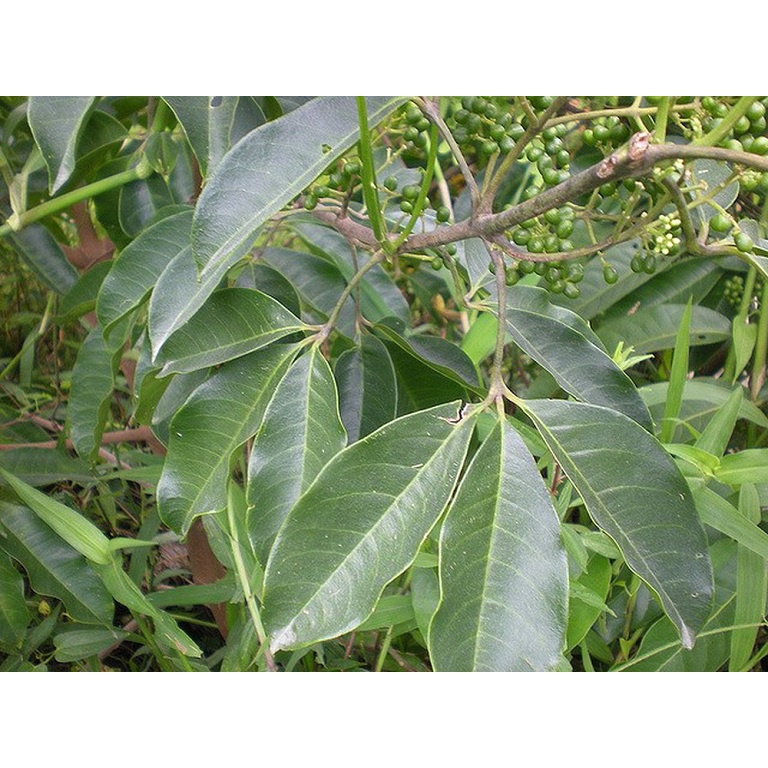 1kg cây ba chạc khô (thân + lá)