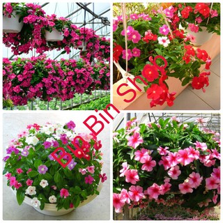 Hạt Giống Hoa Dừa Cạn Rủ Nhiều màu