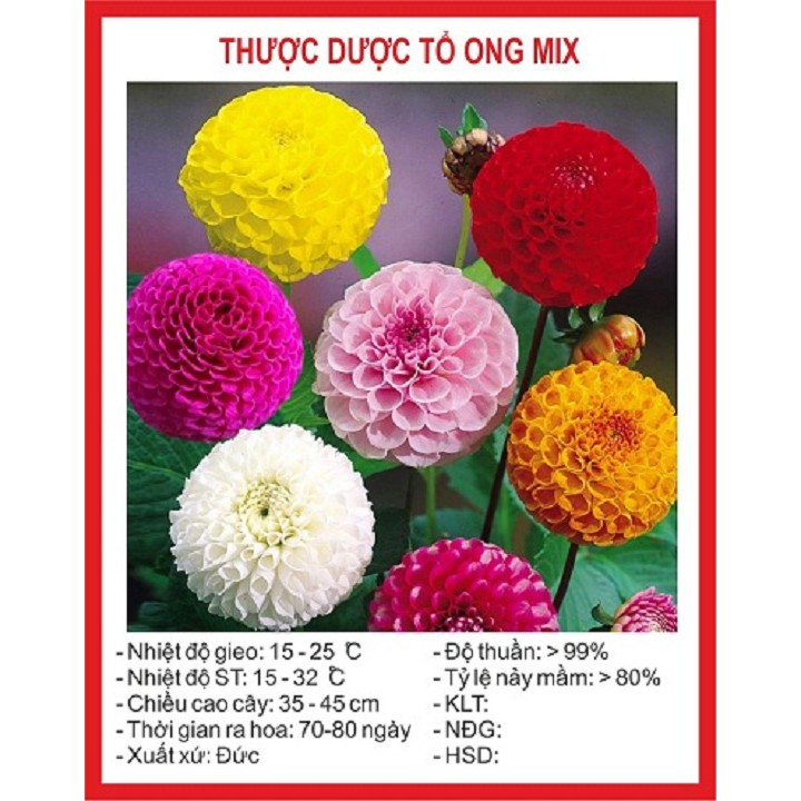 Hạt giống hoa thược dược tổ ong Mix nhiều màu gói 30 hạt xuất xứ Đức