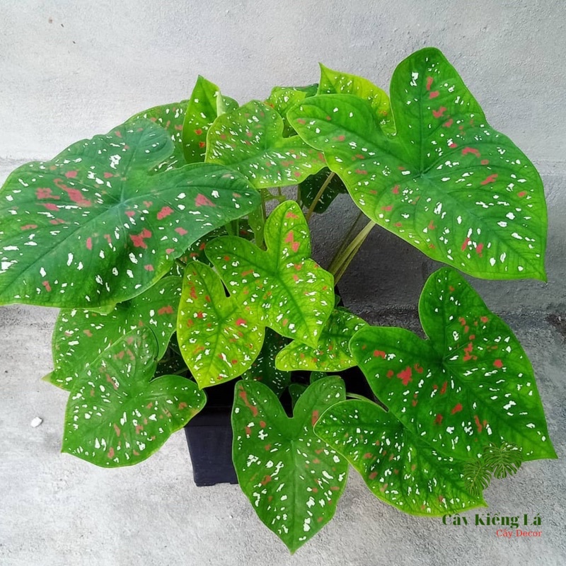 Củ Caladium bicolor red white sport  huyền thoại.