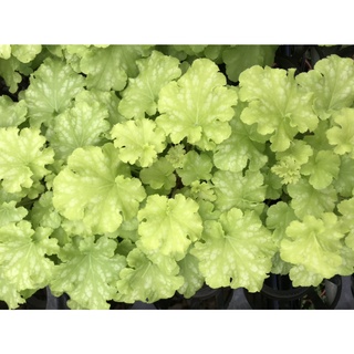 Cây hoa chuông san hô ( Heuchera)