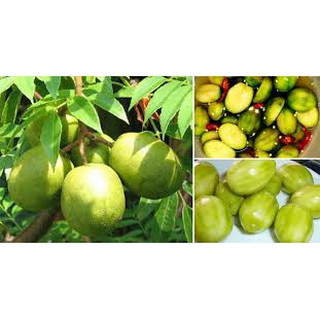 Quả cóc xanh - 3kg bán tại hà nội - cbig.vn - hệ thống tạp hóa cbig.vn