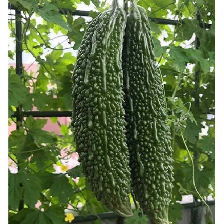 #Hạt_Giống_Mướp_Đắng_Da_Cóc 15 hạt ( tặng kèm kích mầm và phân bón )