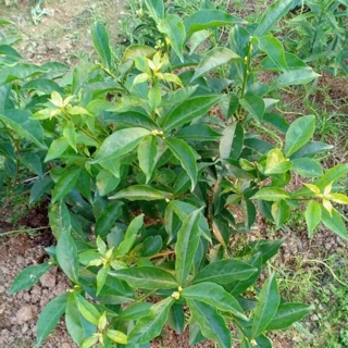 Cây giống hoa nhài Nhật