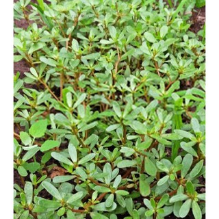 Hạt giống rau sam  {gói 0.5 gram }