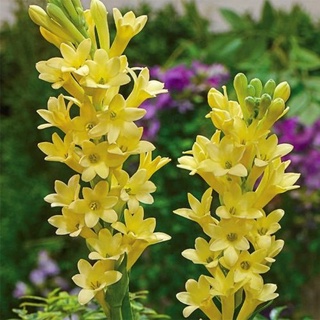 Củ giống hoa huệ vàng