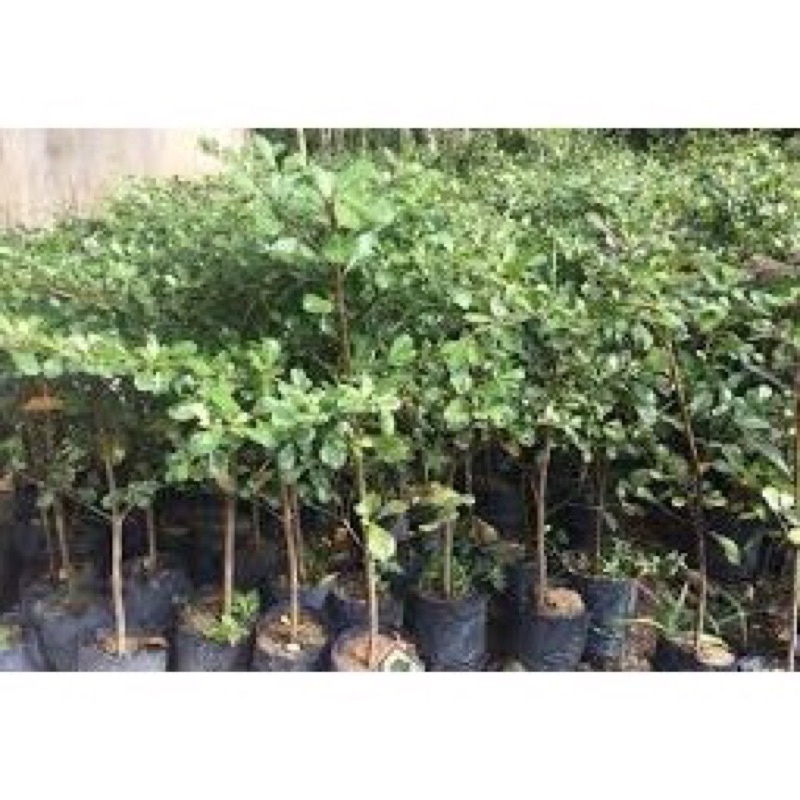 Cây bàng giống đài loan cao 40-50cm