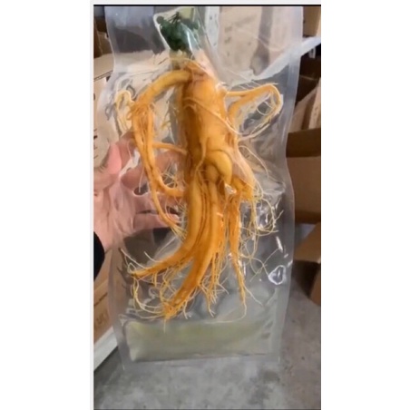 CHỈ SỈ Sâm tươi hàn quốc, nhân sâm hầm gà 35k mini size 60 củ/kg