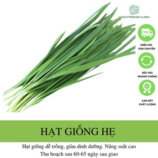 Hạt giống hẹ cao sản dễ trồng, năng suất - 1gram