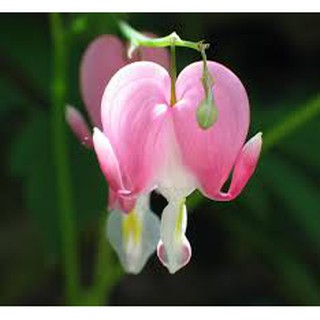 Hạt giống Hoa ty gôn