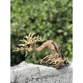 LŨA BONSAI CHO HỒ THỦY SINH SIZE NHỎ [TĐ/01]