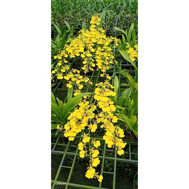 Chậu lan vũ nữ thuần đã hoa,hoa liên tục ,nhiều thân nhánh,xanh khoẻ