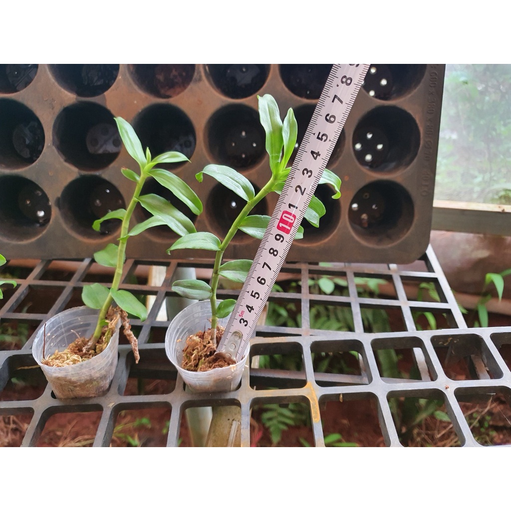 [Giá hủy diệt] phi điệp 5ct mủi trắng