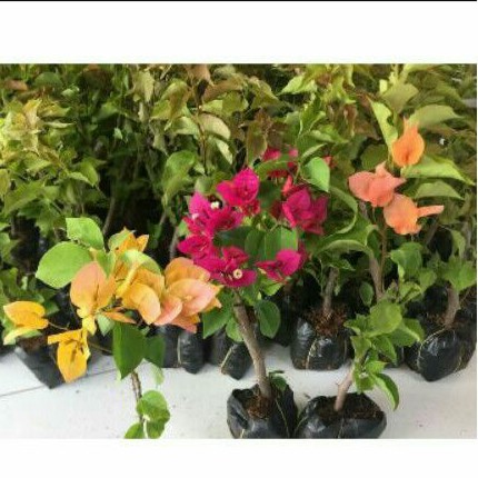 Combo 10 cây hoa giấy