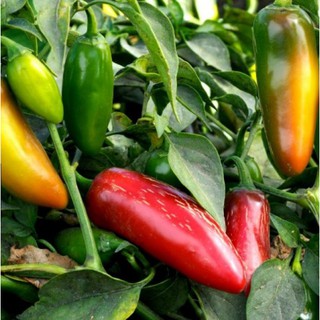 0.1Gr Hạt Giống Ớt Cay Chịu Nhiệt Sai Qủa/Ớt Chịu Nhiệt Sai Trái Jalapeno