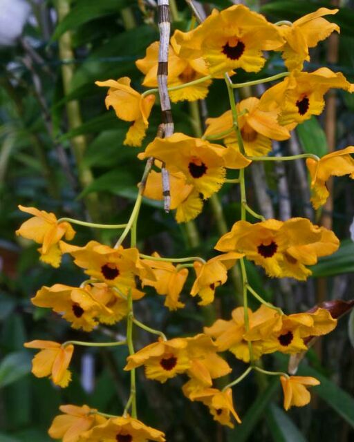 Hoa phong lan hoàng thảo long nhãn