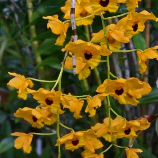 Hoa phong lan hoàng thảo long nhãn