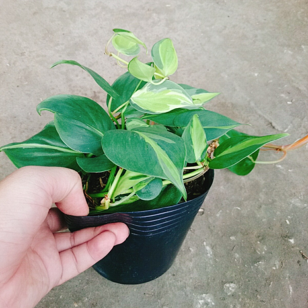 Trầu bà Brazil
