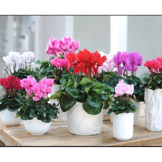 Hạt Giống Hoa Anh Thảo