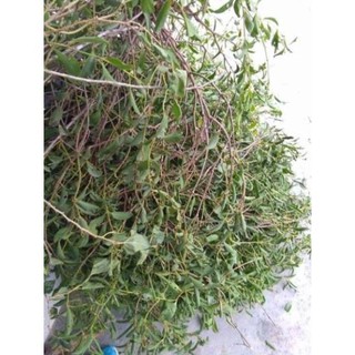 0,5kg 🌿tầm gửi dâu khô sạch