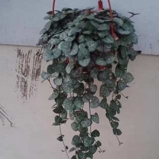 Cây hồng vân( lá tim size nhỏ)