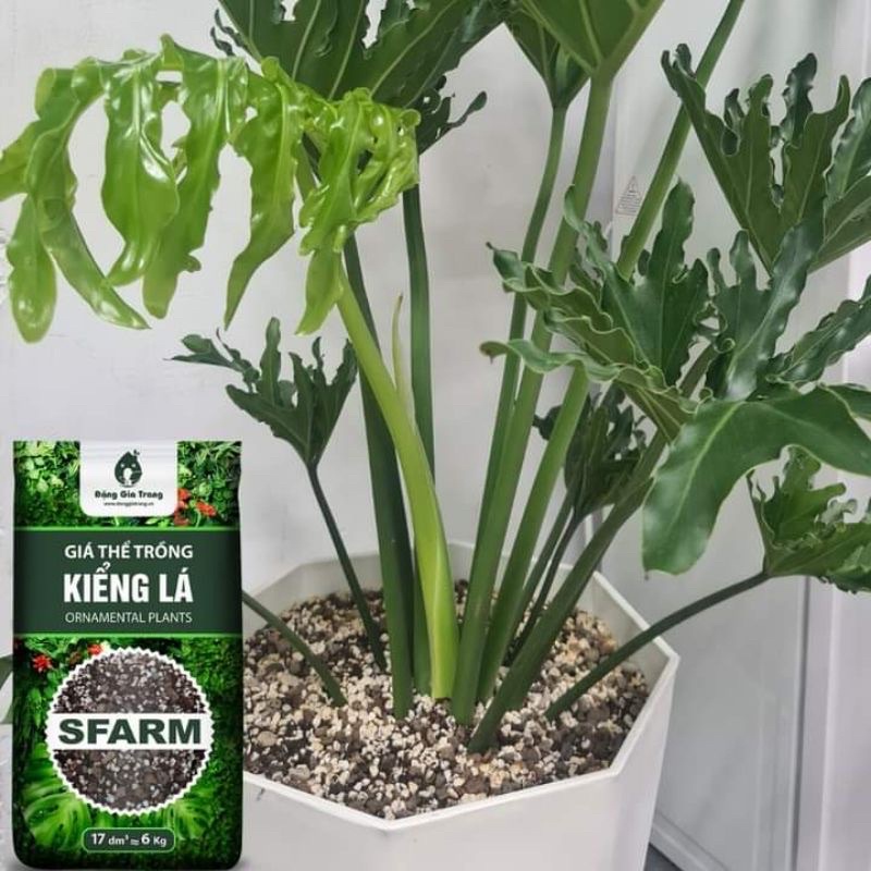 Giá thể trồng kiểng lá 17dm  - Đặng gia trang - sfram