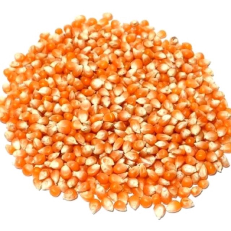 1kg Hạt Ngô  nguyên hạt sấy khô dùng làm thức ăn cho vật nuôi gà vịt, chim cảnh cu gáy bồ câu và các dòng hamster