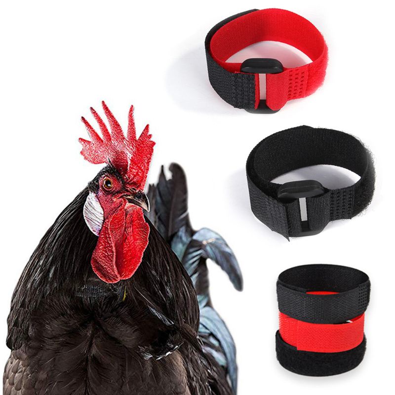 Lucky Set 6 Vòng Đeo Cổ Gà / Vịt Rooster Điều Chỉnh Được Chống Tiếng Ồn Bền Bỉ