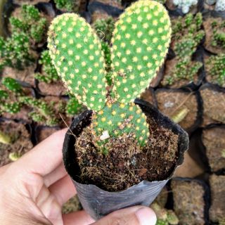 Xương rồng tai thỏ size bầu 6cm