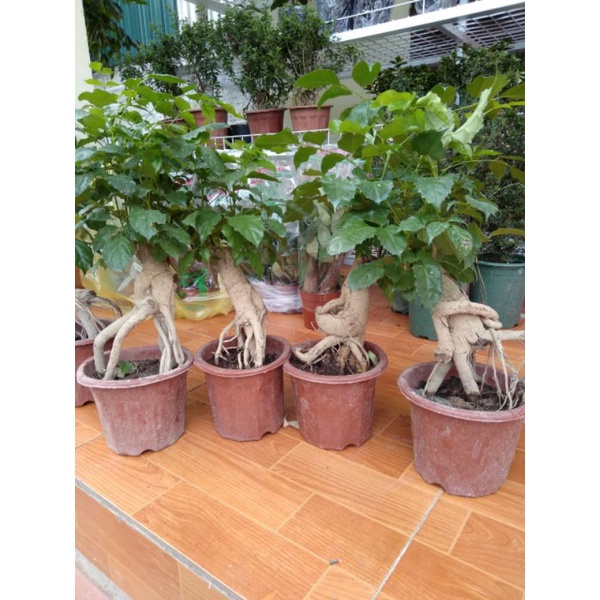Cây hạnh phúc bonsai cao 40cm tán lá xum xuê