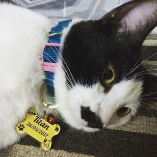 Thẻ tên thú cưng - PET