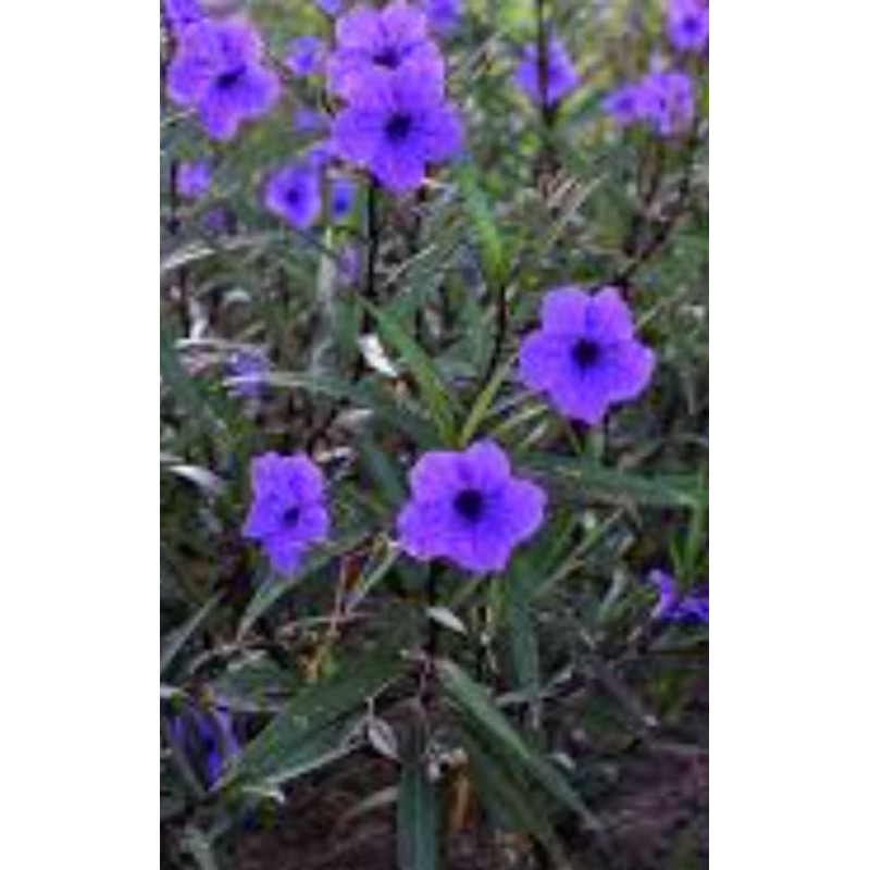 Cây hoa chiều tím