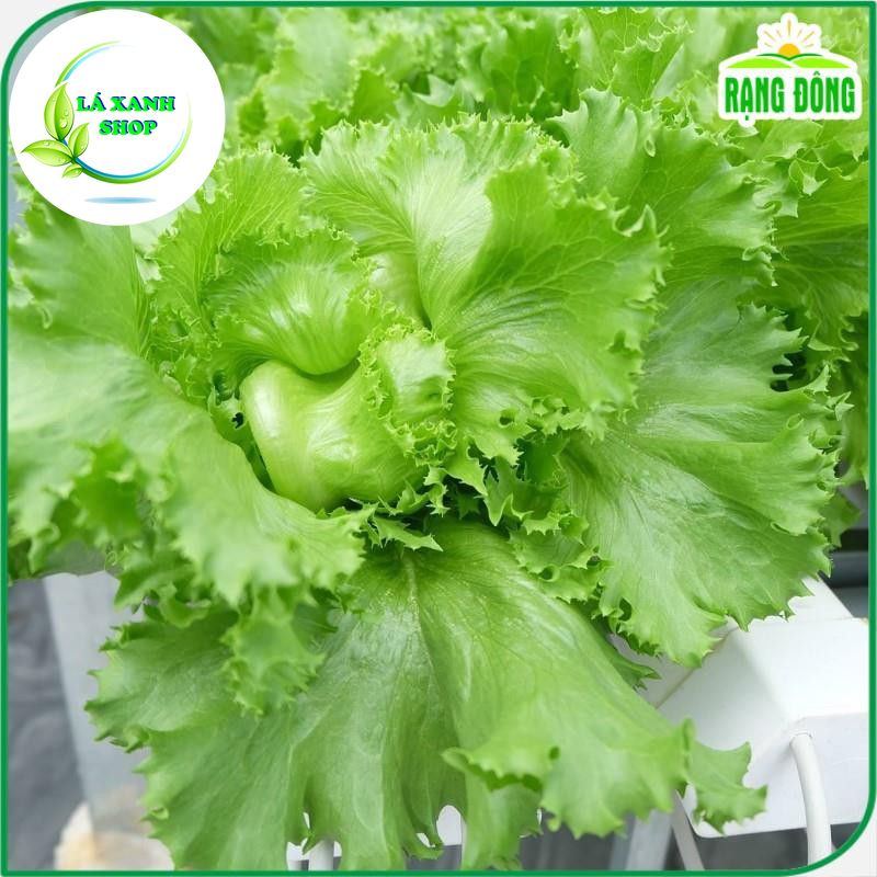 Hạt giống Xà Lách Mỹ Minetto Chịu Nhiệt, Sinh Trưởng Khỏe, Trồng Quanh Năm (gói 2 gram) - Hạt Giống Rạng Đông