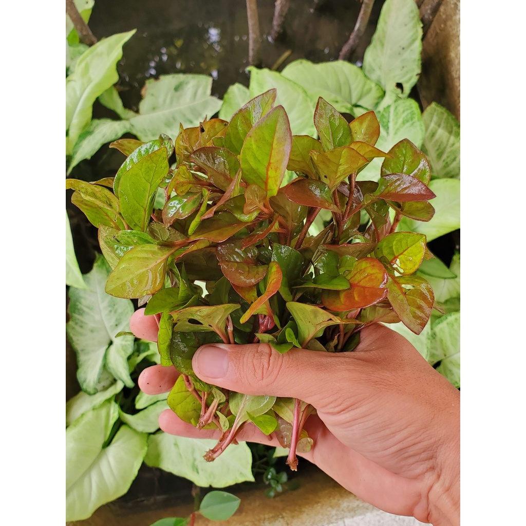 1 nhánh cây thủy sinh hồng xoắn