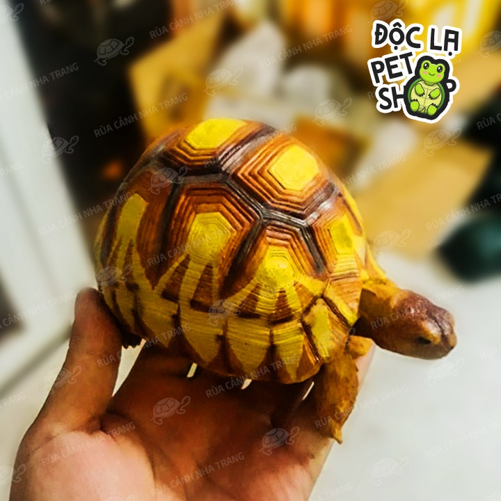 MÔ HÌNH ĐỒ CHƠI THÚ CƯNG HÌNH CON RÙA CHO EM BÉ, TRẺ NHỎ